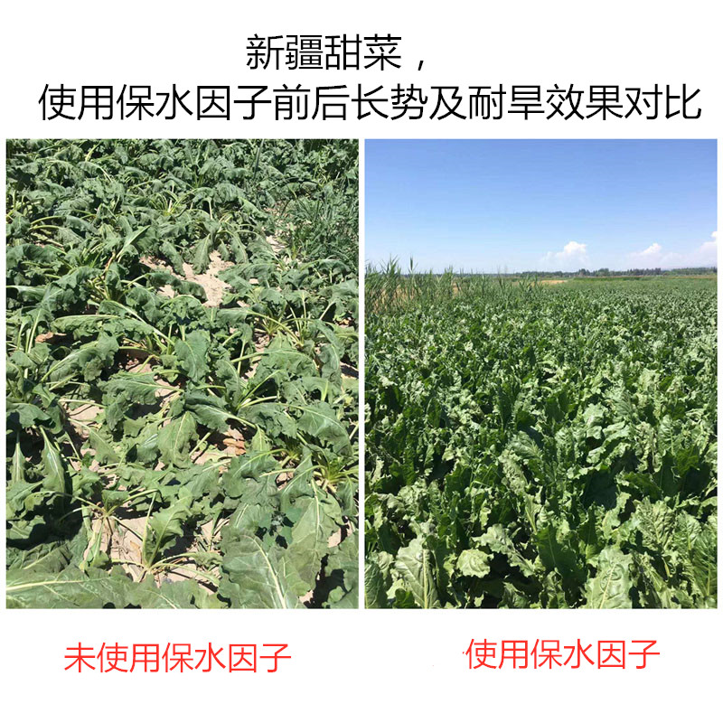 新疆甜菜，使用保水因子前后長(zhǎng)勢(shì)及耐旱效果對(duì)比