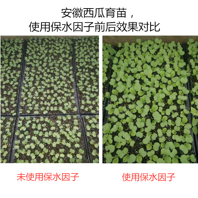 安徽西瓜育苗，使用保水因子前后效果對(duì)比