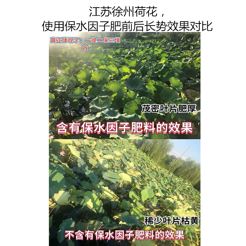 江蘇徐州荷花，使用保水因子肥前后長(zhǎng)勢(shì)效果對(duì)比